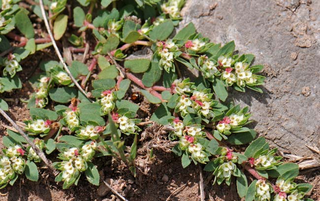 Chamaesyce dioica, Royal Sandmat